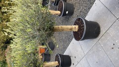 Olijfboom met dikke stam 170-190 cm