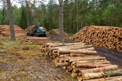 Stapels brandhout aanwezig  gratis bezorging 
