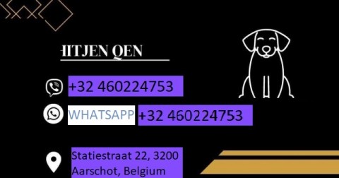 Alle hondenrassen te koop  100% raszuiver