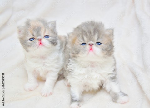 12 weken Perzische Kittens beschikbaar