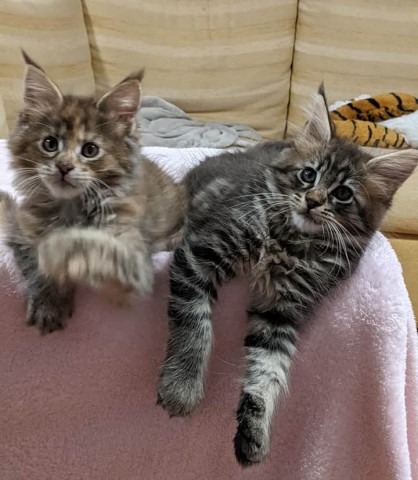 Maine Coon kittens te koop