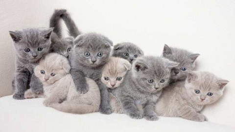 Brits korthaar kittens zijn nu klaa voor nieuwe woningen