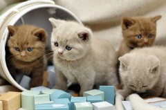 Brits korthaar kittens zijn nu klaa voor nieuwe woningen