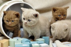 Brits korthaar kittens zijn nu klaa voor nieuwe woningen