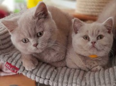 Scottish fold kitten zoekt nieuw huisje