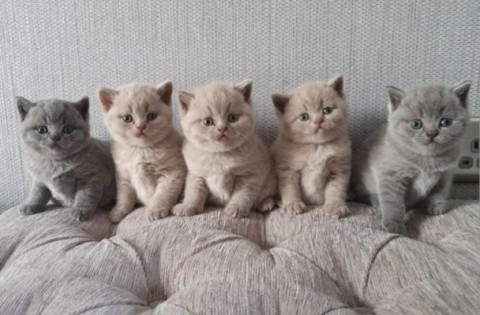 Scottish fold kitten zoekt nieuw huisje