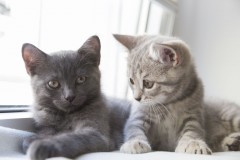 Scottish fold kitten zoekt nieuw huisje