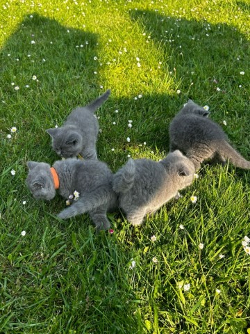 Russische blauwe kittens