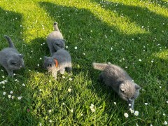 Russische blauwe kittens
