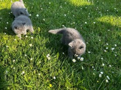 Russische blauwe kittens