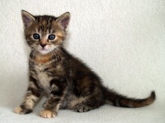 Europese Korthair Kittens