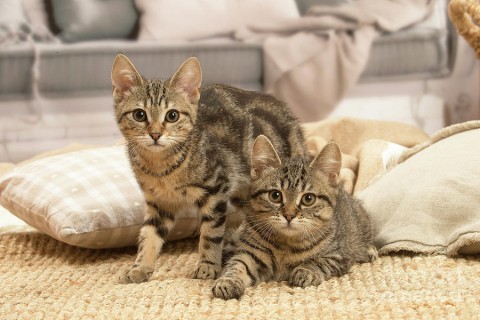 Europese Korthair Kittens