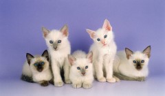 Balinese kittens met stamboom