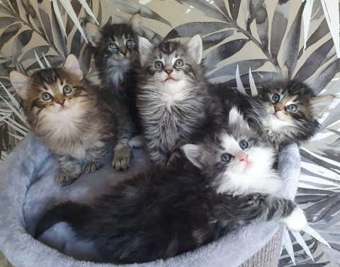 Boskat Kittens met 11 weken