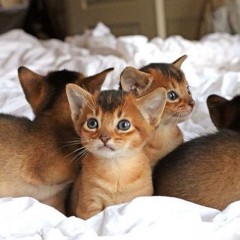 Abessijn Kittens klaar voor thuis
