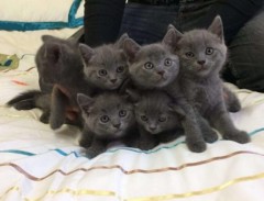 Brits korthaar kittens zijn nu klaa voor nieuwe woningen