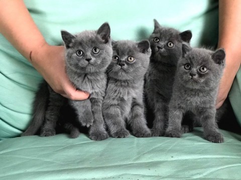 Brits korthaar kittens zijn nu klaa voor nieuwe woningen