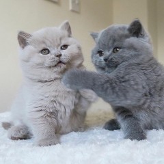 Brits korthaar kittens zijn nu klaa voor nieuwe woningen