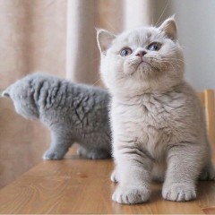 Brits korthaar kittens zijn nu klaa voor nieuwe woningen
