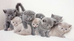 Brits korthaar kittens zijn nu klaa voor nieuwe woningen