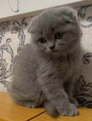 Brits korthaar kittens zijn nu klaa voor nieuwe woningen
