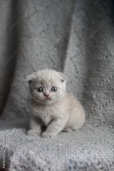 Brits korthaar kittens zijn nu klaa voor nieuwe woningen