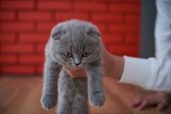 Brits korthaar kittens zijn nu klaa voor nieuwe woningen