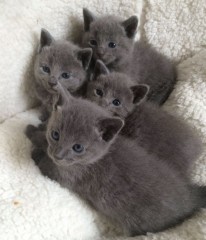 Brits korthaar kittens zijn nu klaa voor nieuwe woningen