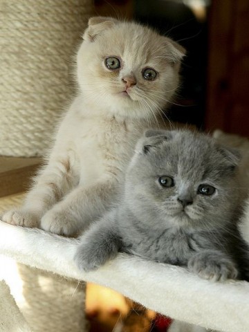 Scottish fold kitten zoekt nieuw huisje