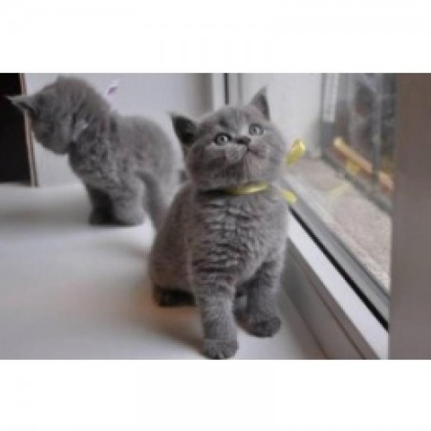 Russische blauwe kittens
