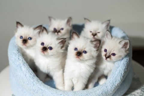 Balinese kittens met stamboom