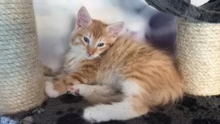 Boskat Kittens met 11 weken