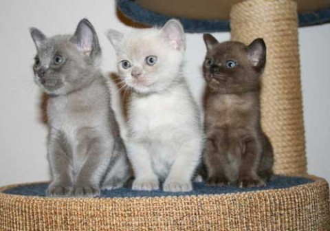 Burmese Kittens Onze prachtige ooit