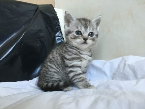 Schotse vouwen kittens