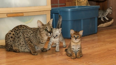 F2 Savannah kittens beschikbaar 