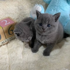 Britse Korthaar Scottish Fold Blauw en Lilac kitten