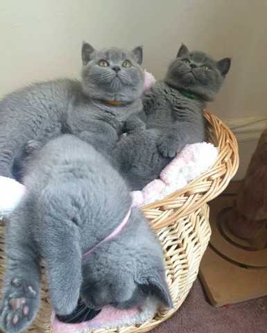 Britse Korthaar Scottish Fold Blauw en Lilac kitten