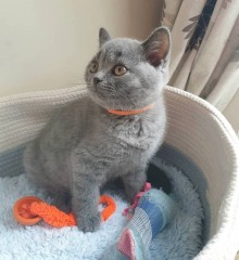 Britse Korthaar Scottish Fold Blauw en Lilac kitten