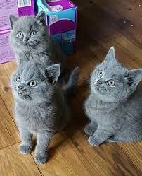 Britse Korthaar Scottish Fold Blauw en Lilac kitten
