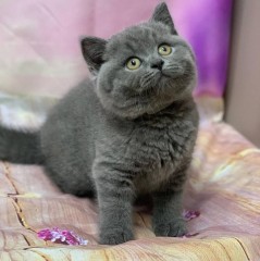 Britse Korthaar Scottish Fold Blauw en Lilac kitten
