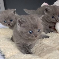 Britse Korthaar Scottish Fold Blauw en Lilac kitten