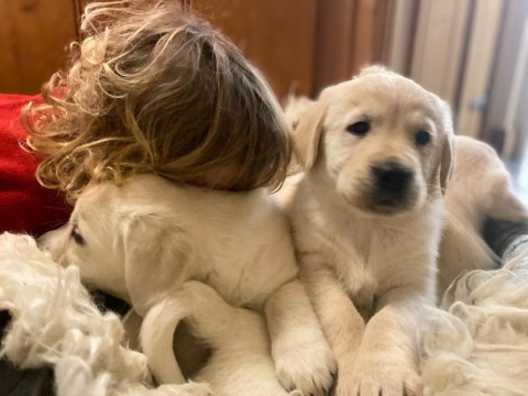 Golden Retriever pups