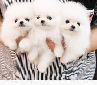 Raszuivere Pomeriaan pups