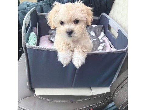 Lieve Maltipoo-puppys  thuis opgevoed