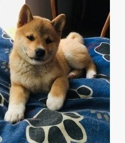 Shiba Inu pups