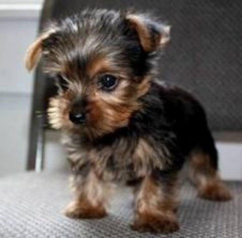 Goede Yorkshire Terriër pups