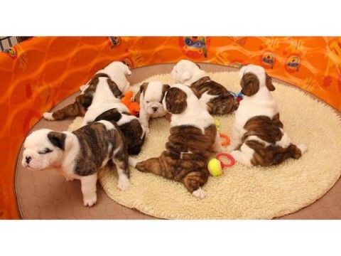 Engelse Bulldog te koop