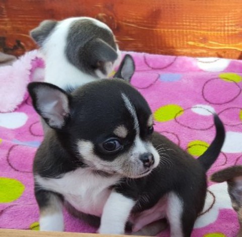 Chihuahua pups erg lief