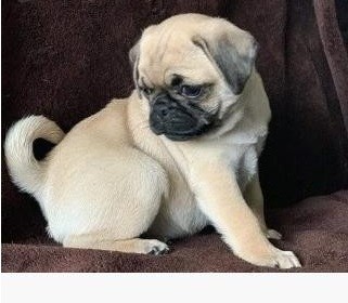 Mooie 12 weken oude Mopshondpuppys