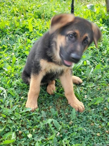 Duitse herder pups